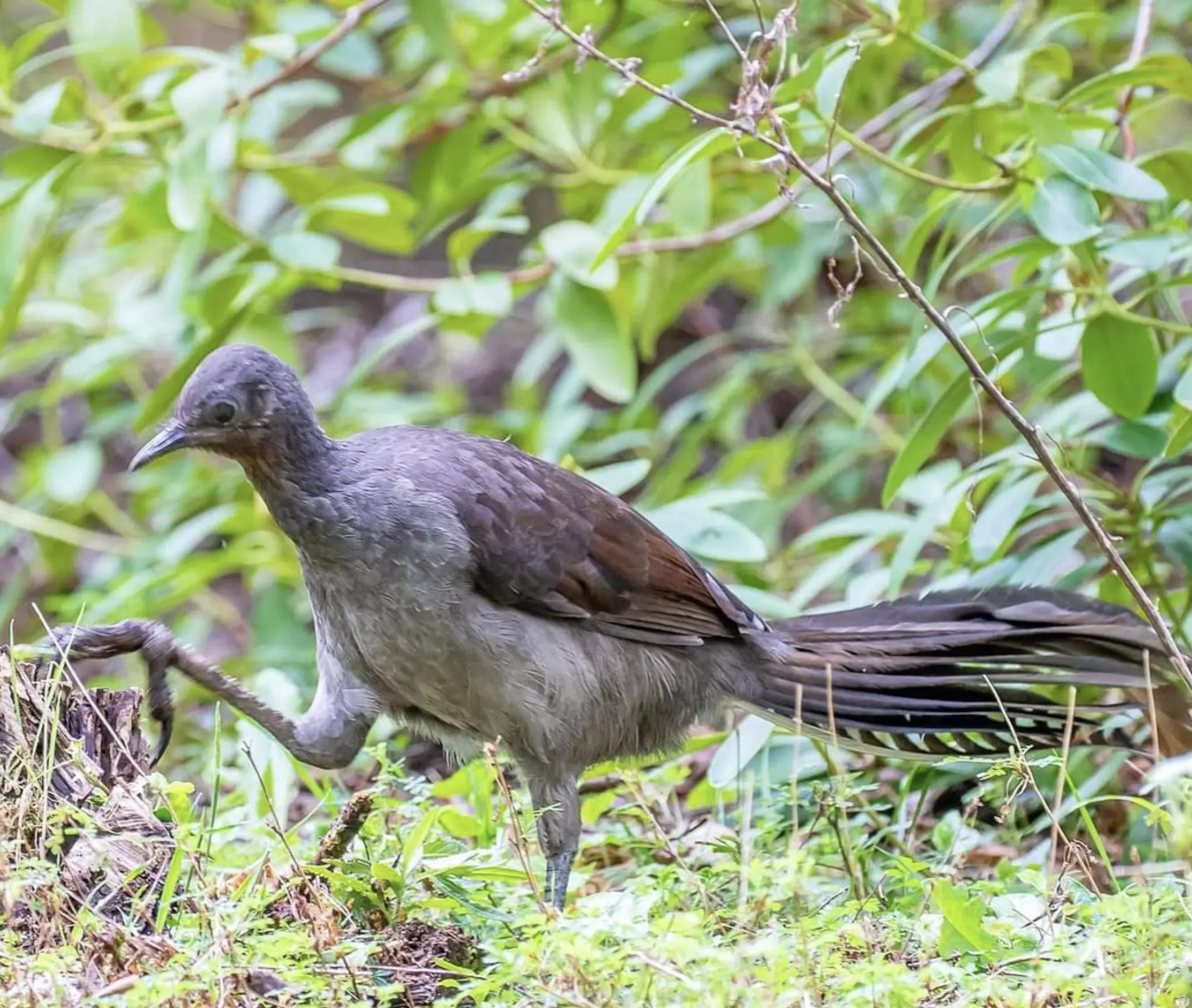 animals found in the blue mountains