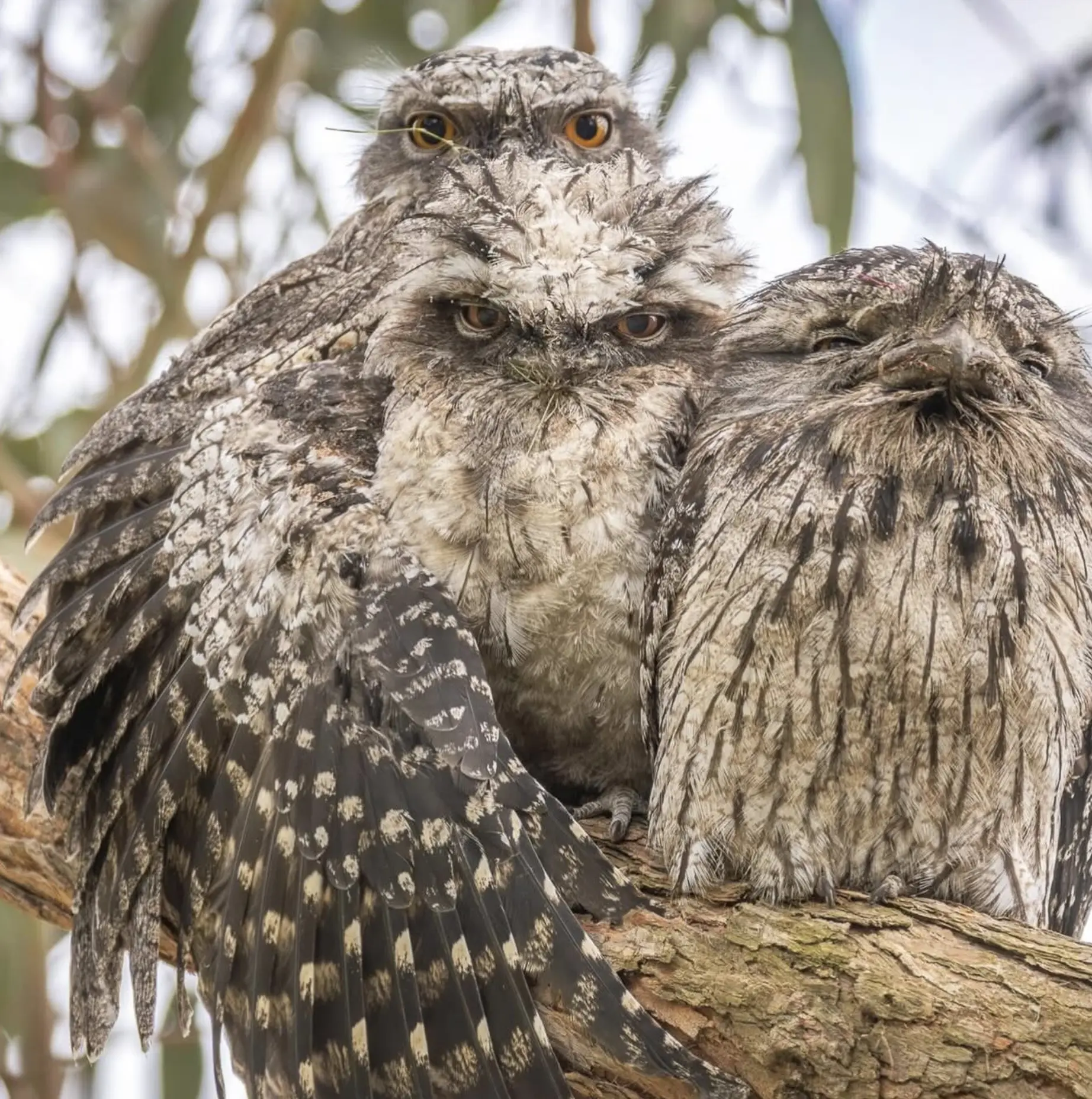 animals in blue mountains national park