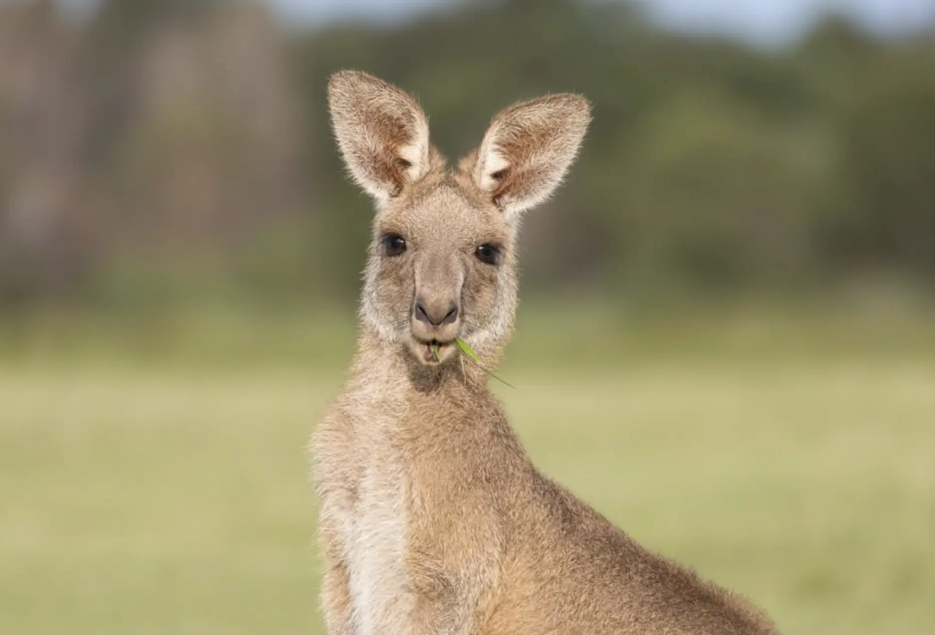 animals in the blue mountains
