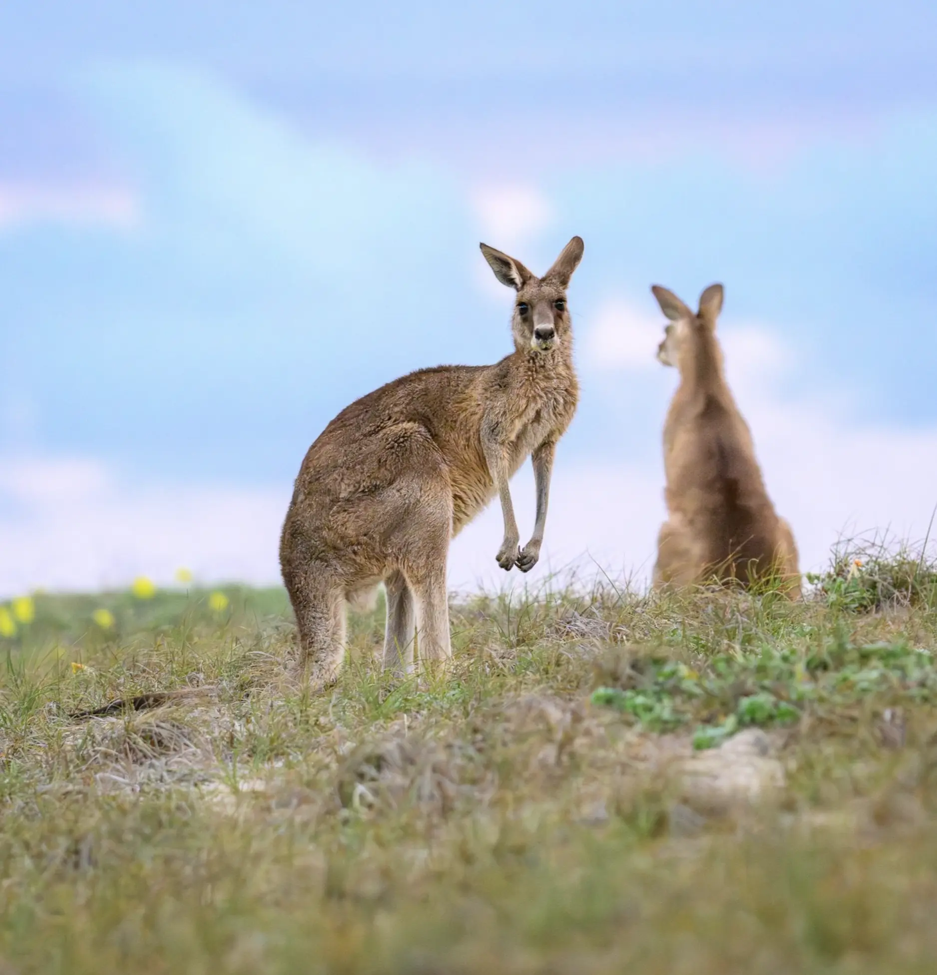 what animals are in the blue mountains