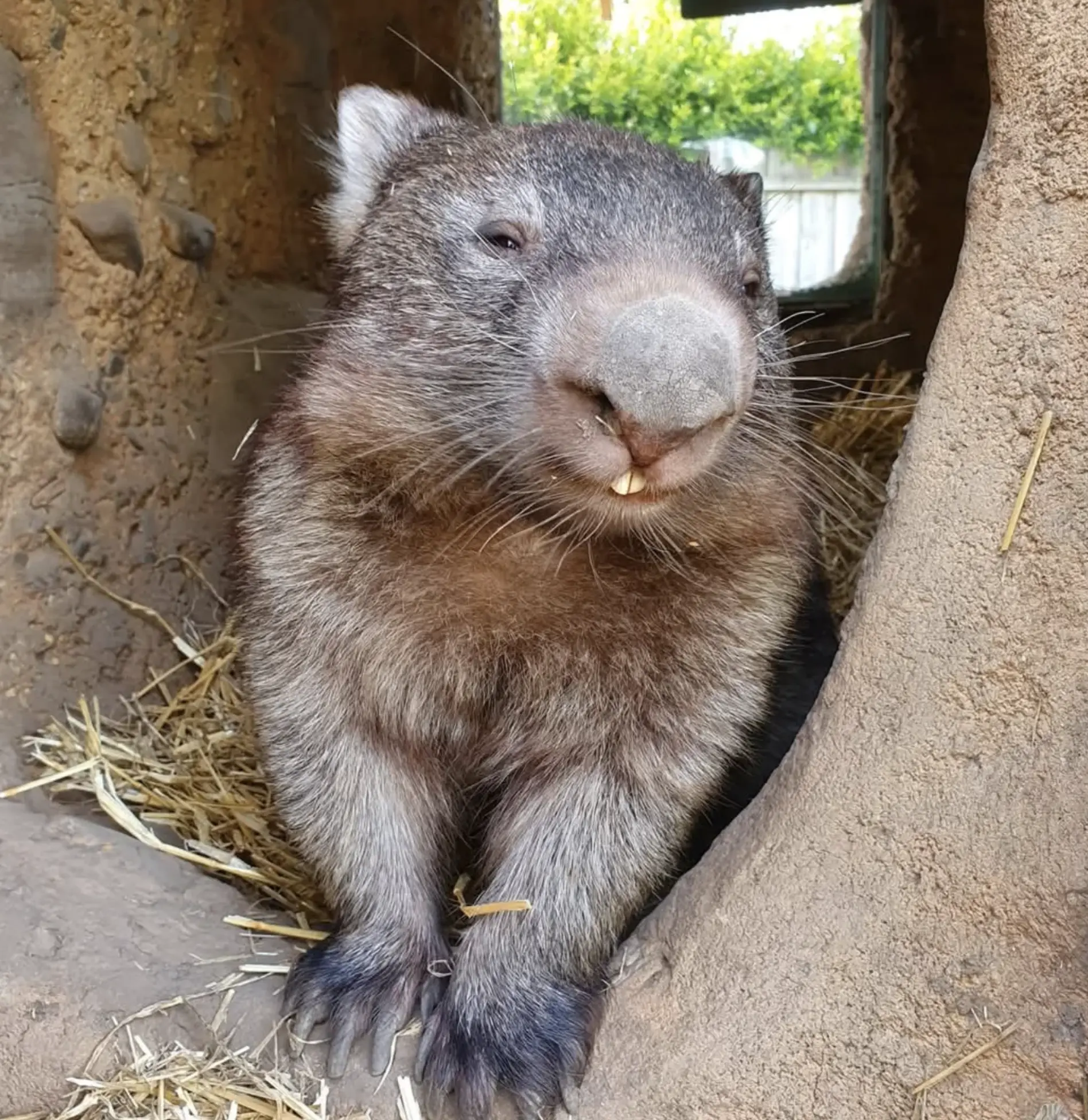 what animals can you find in the blue mountains