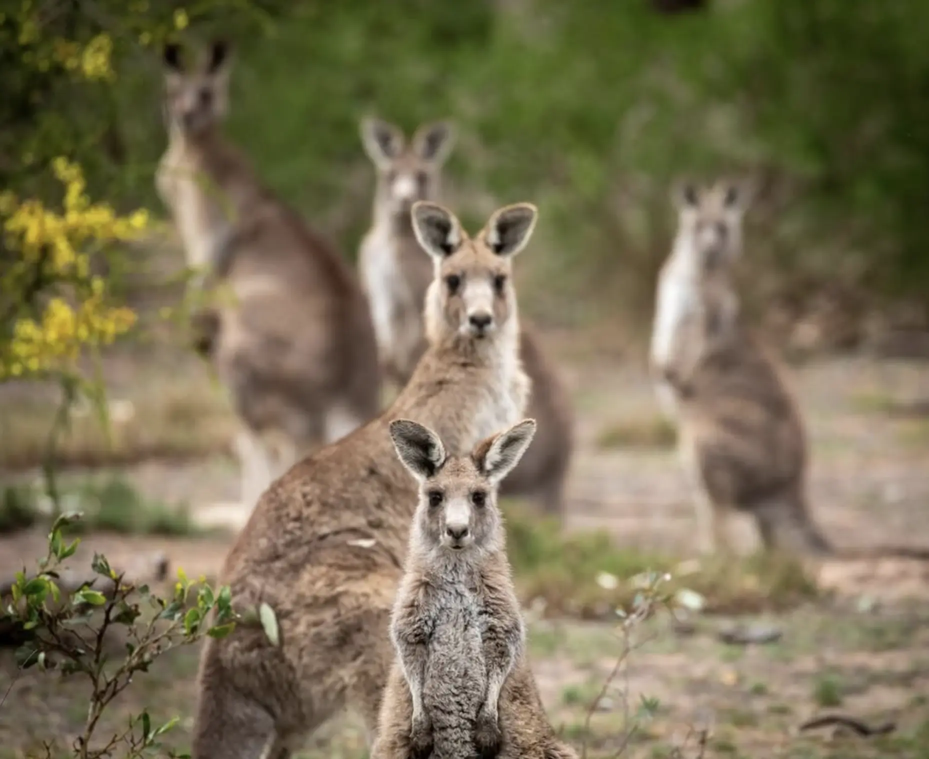 what animals live in the blue mountains